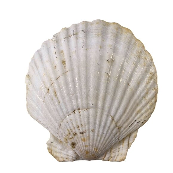 Set Of 7 White Scallop Seashells For Crafting Decor Or Beach-Themed Projects - Picture 4 of 16